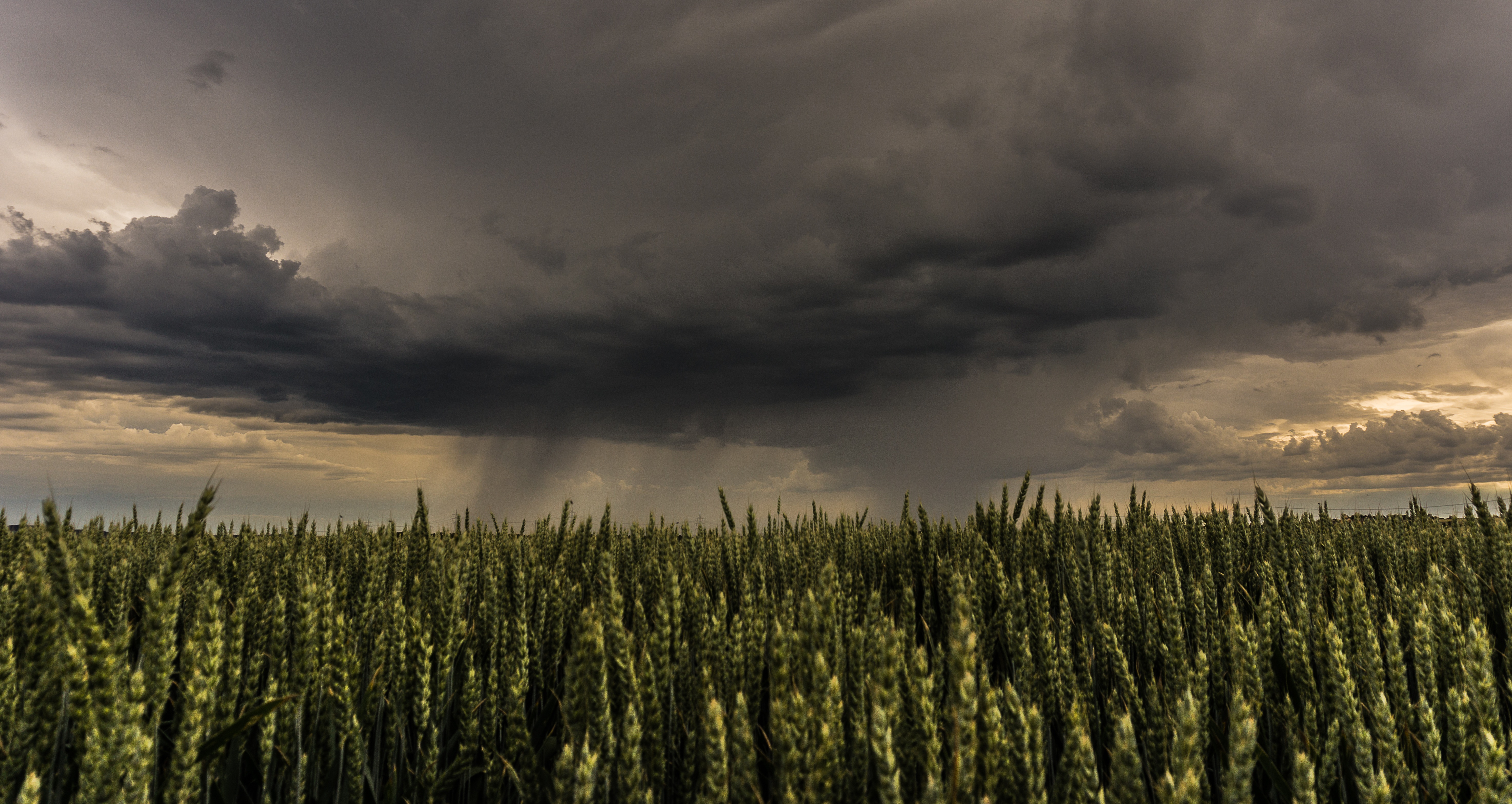Thunderstorm Asthma - How to identify and manage at-risk patients