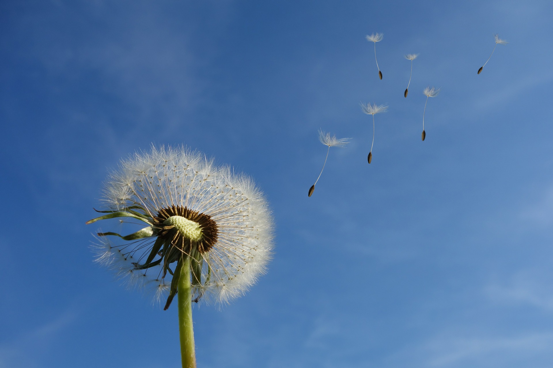 Learning with nature - Wind